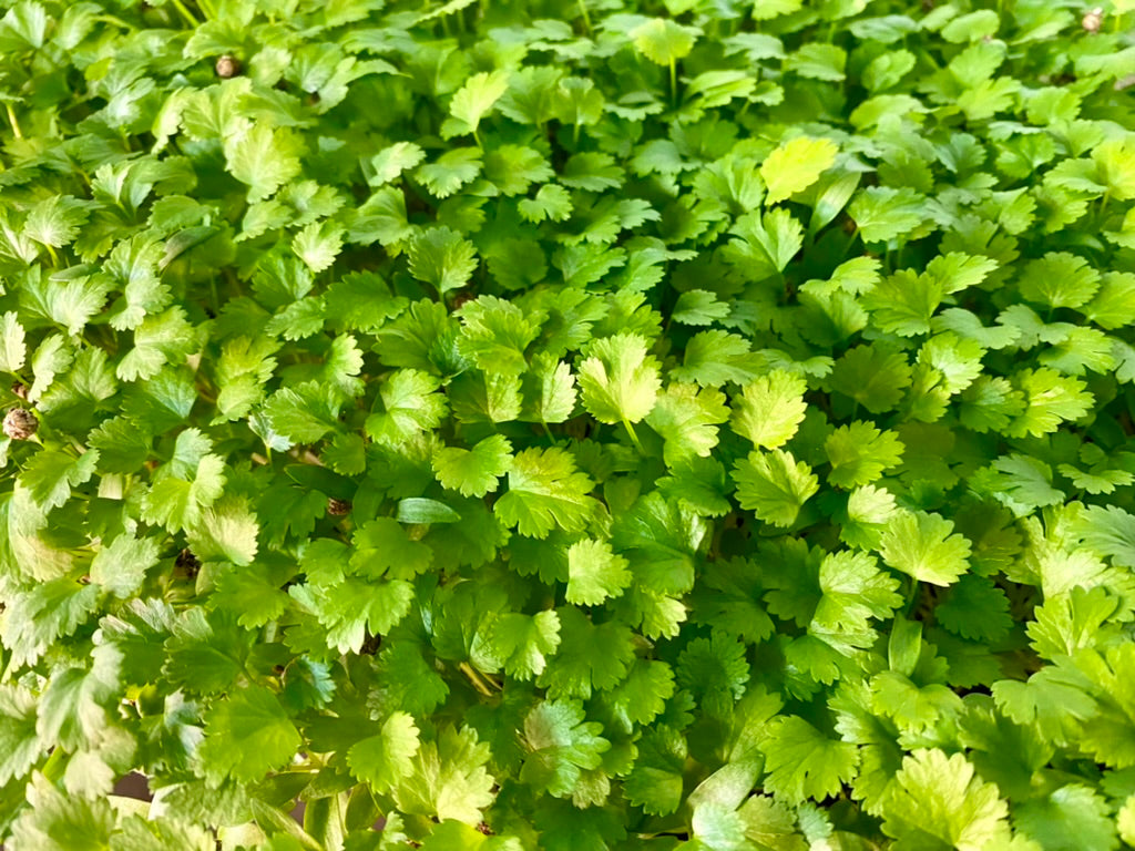 Cilantro Microgreens