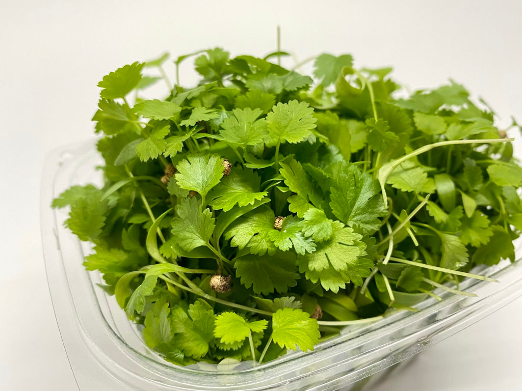 Cilantro Microgreens