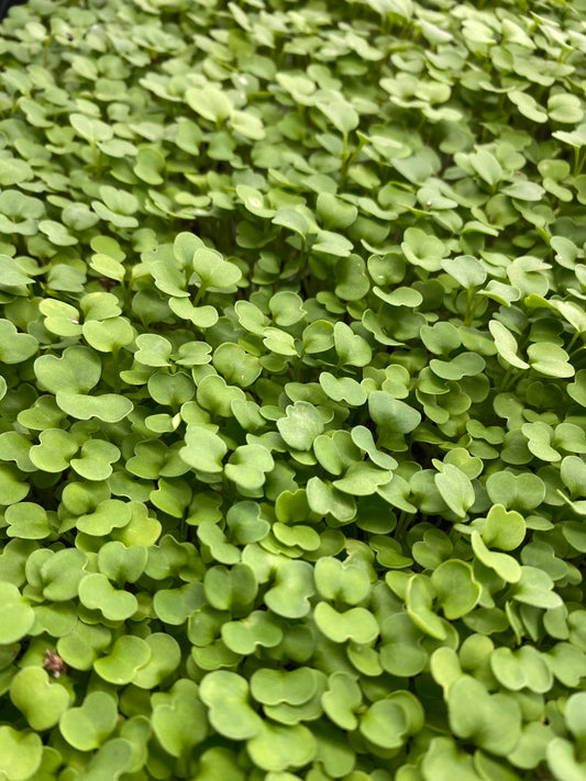 Arugula