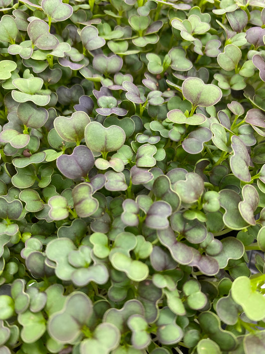 Tatsoi Microgreens