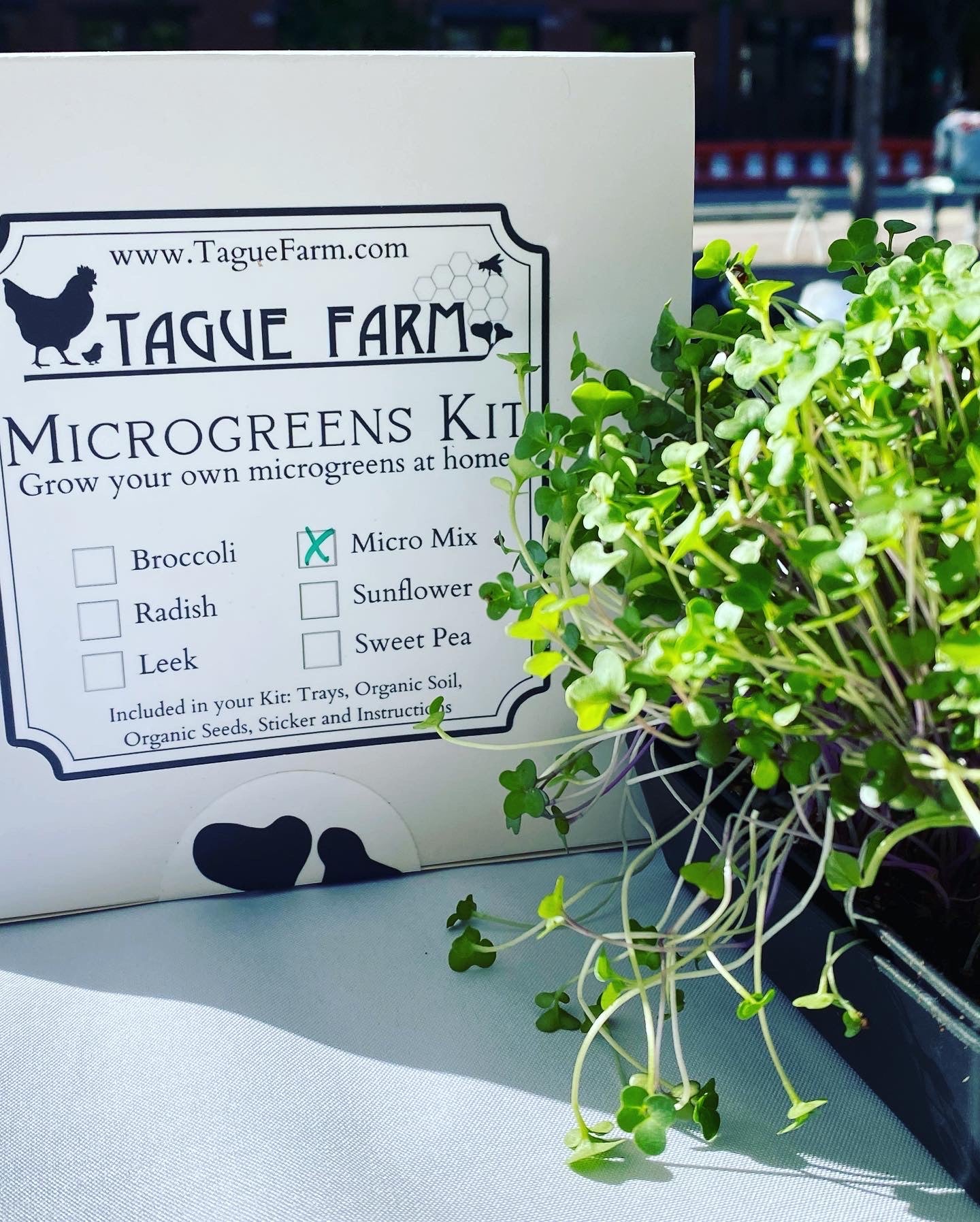 Microgreens Kit