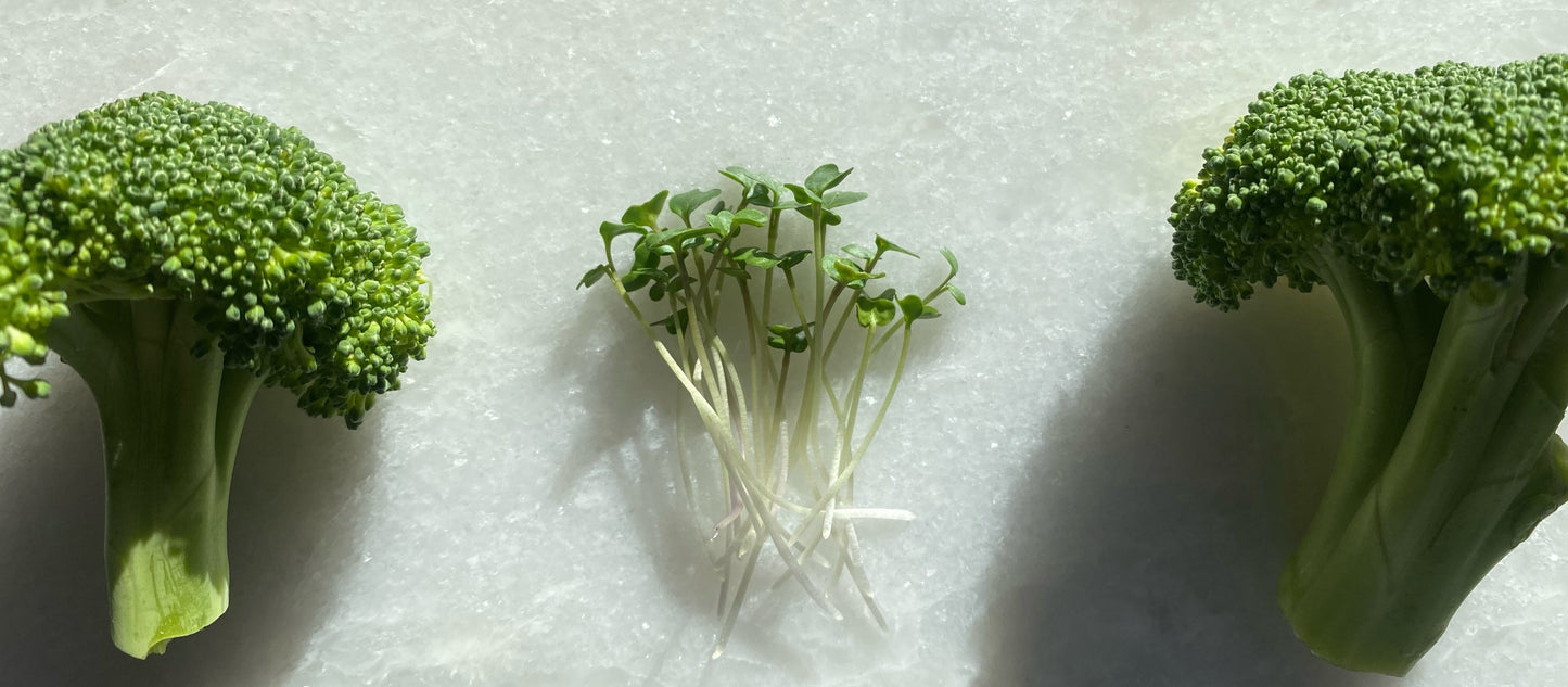 Broccoli Microgreens