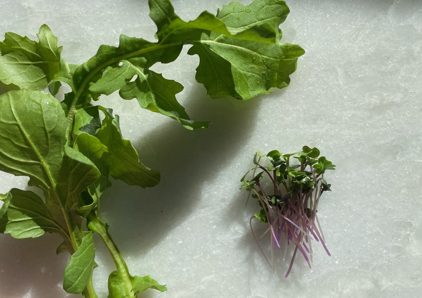 Microgreens Mix