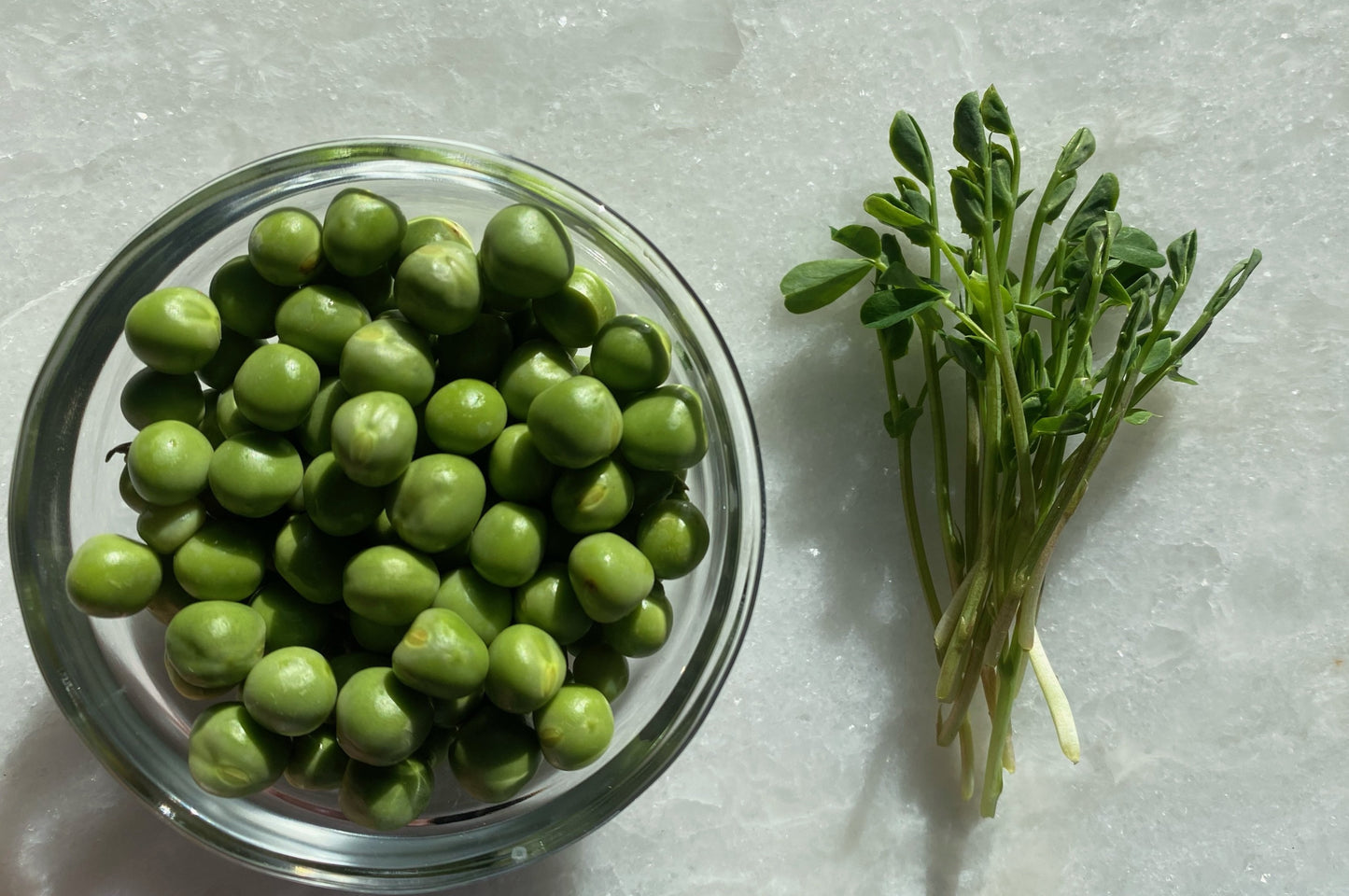 Sweet Pea Microgreens