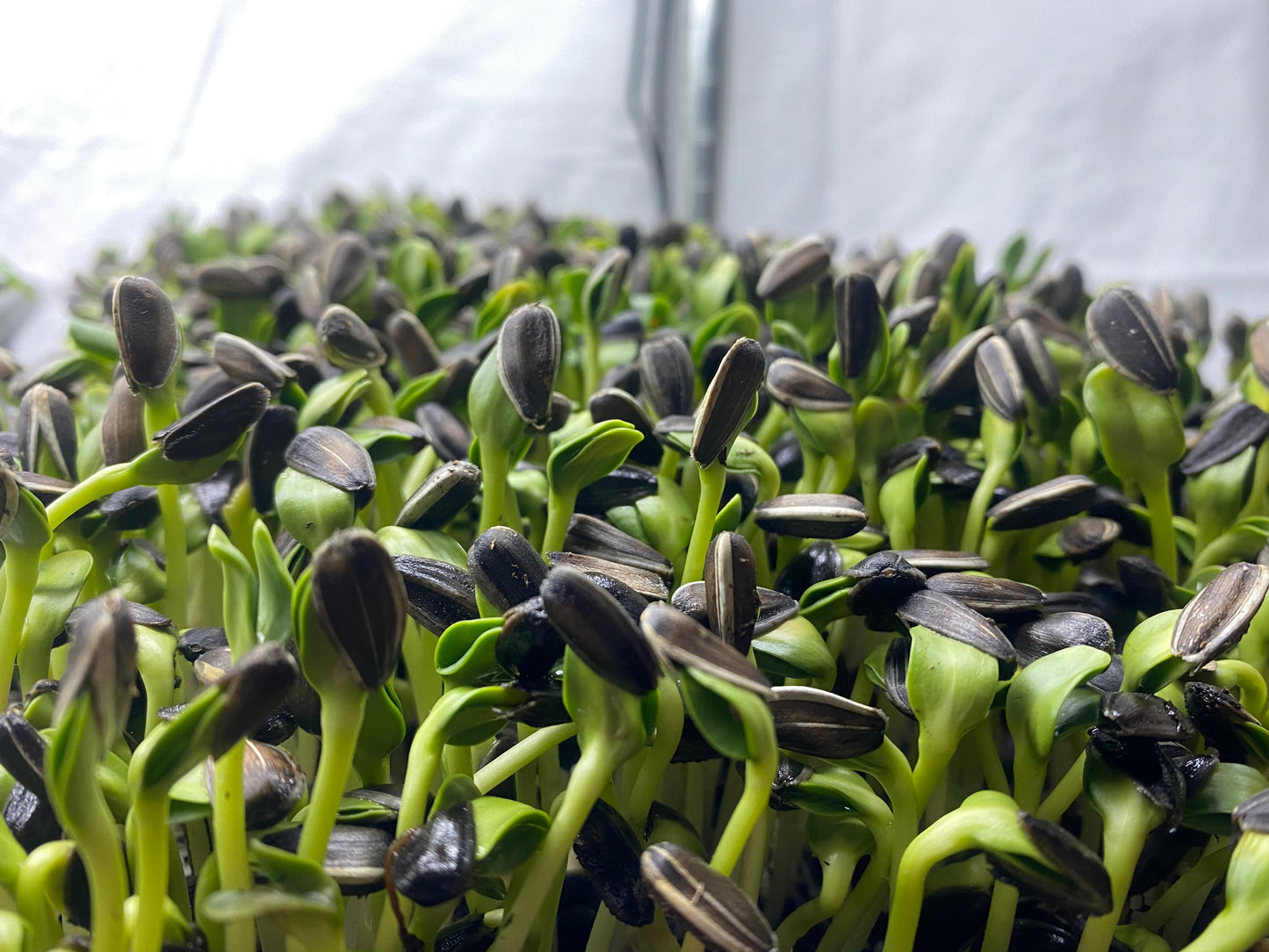 Sunflower Microgreens