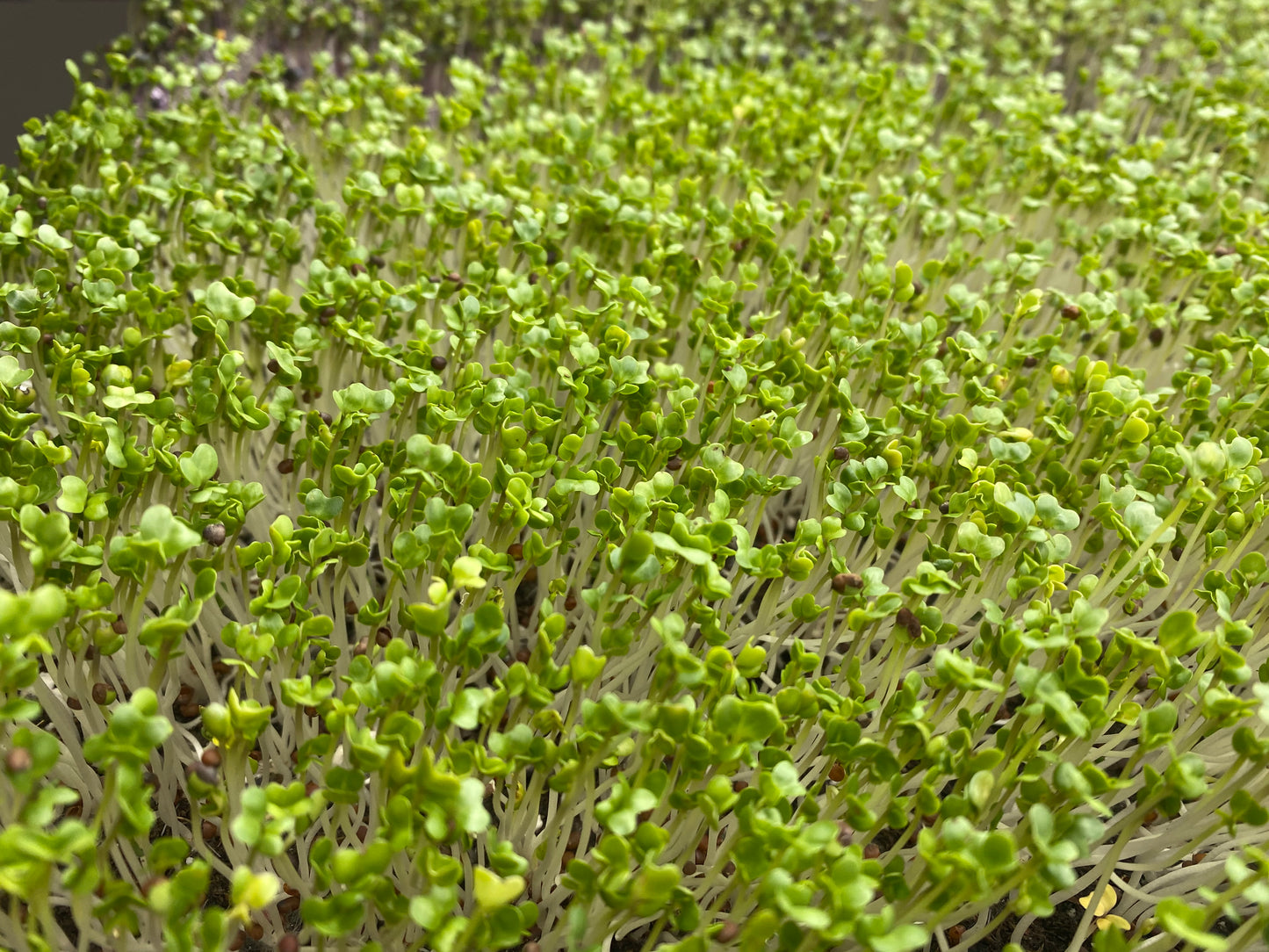 Microgreens Mix