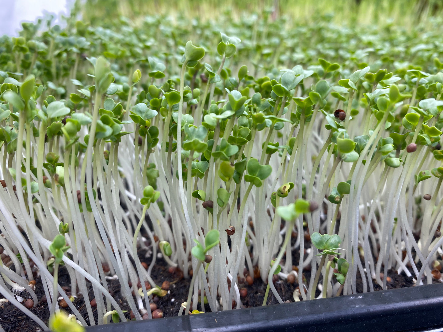 Broccoli Microgreens