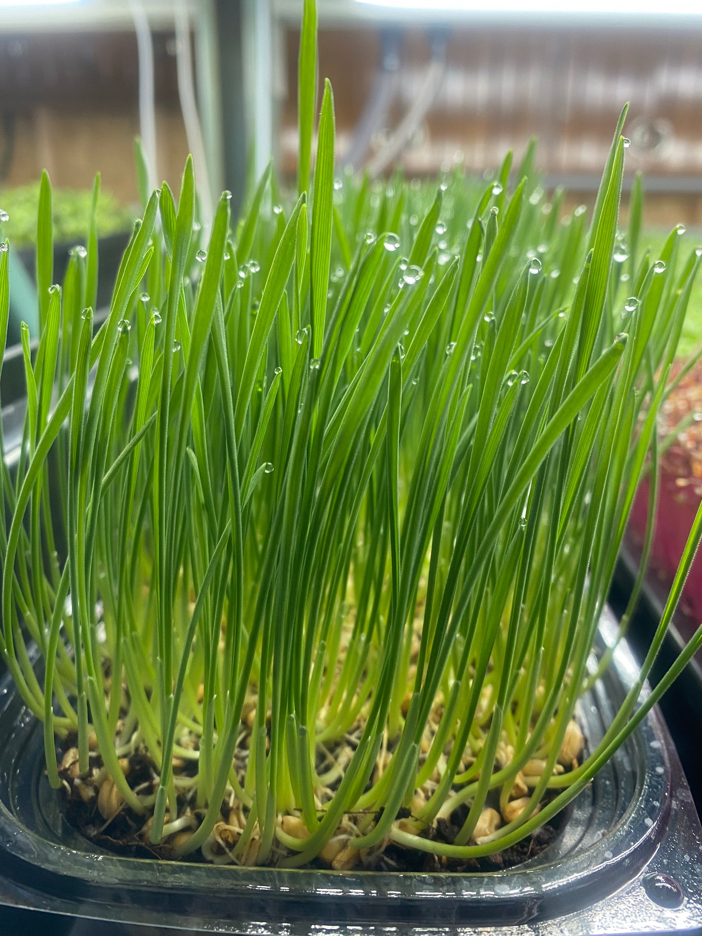 Wheatgrass