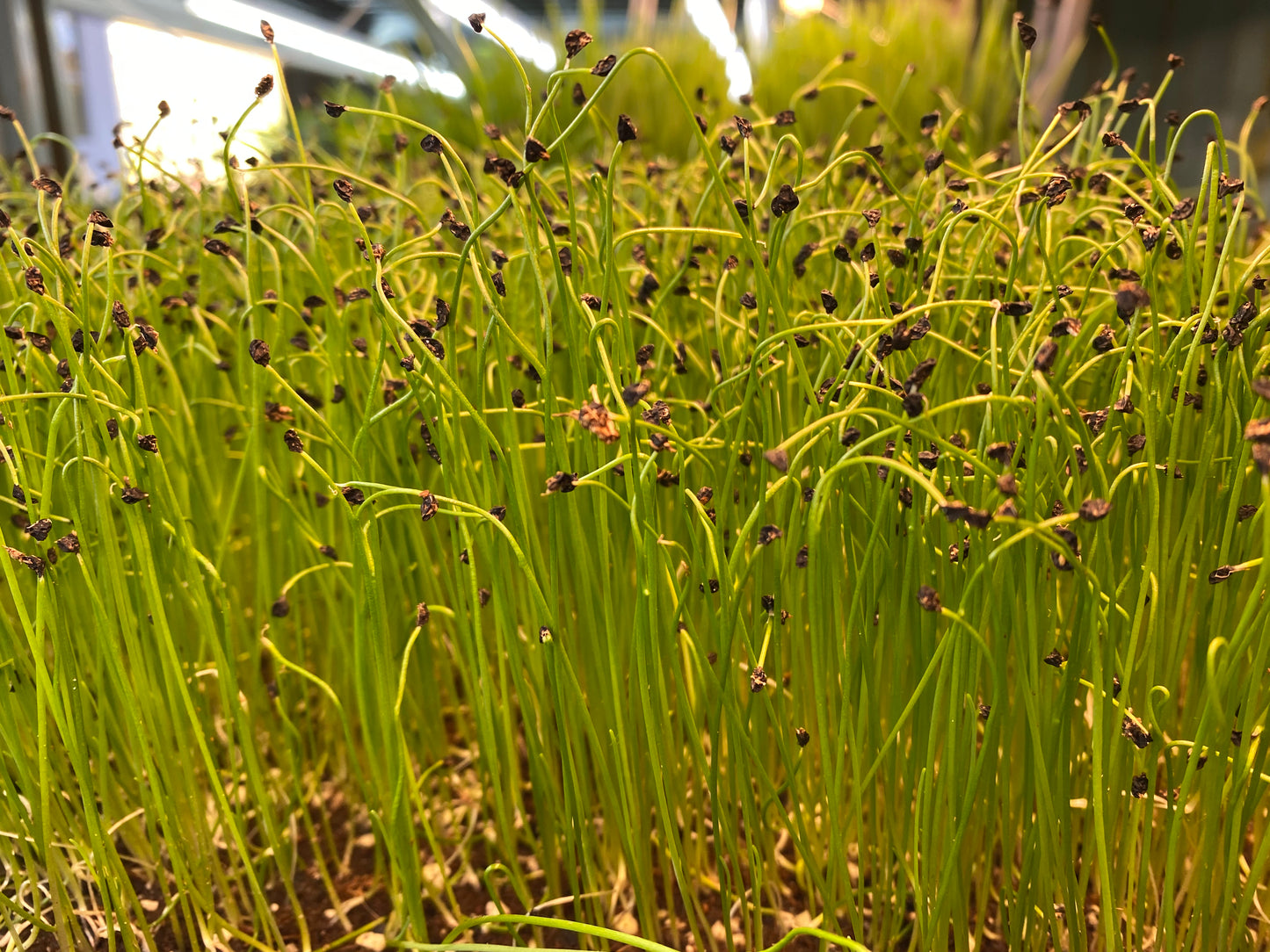 Leek Microgreens