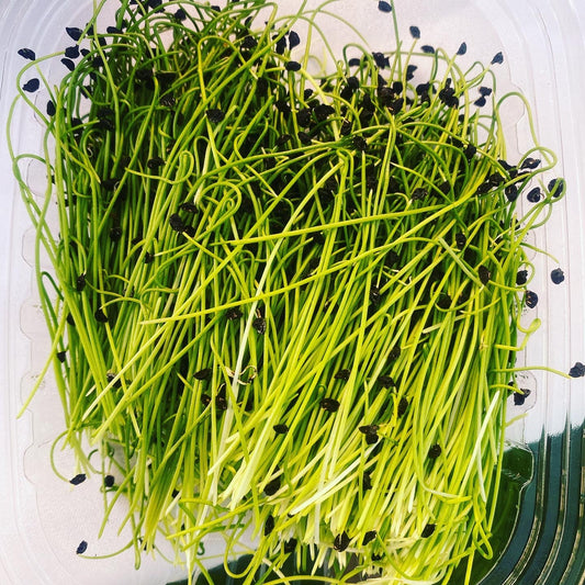 Leek Microgreens