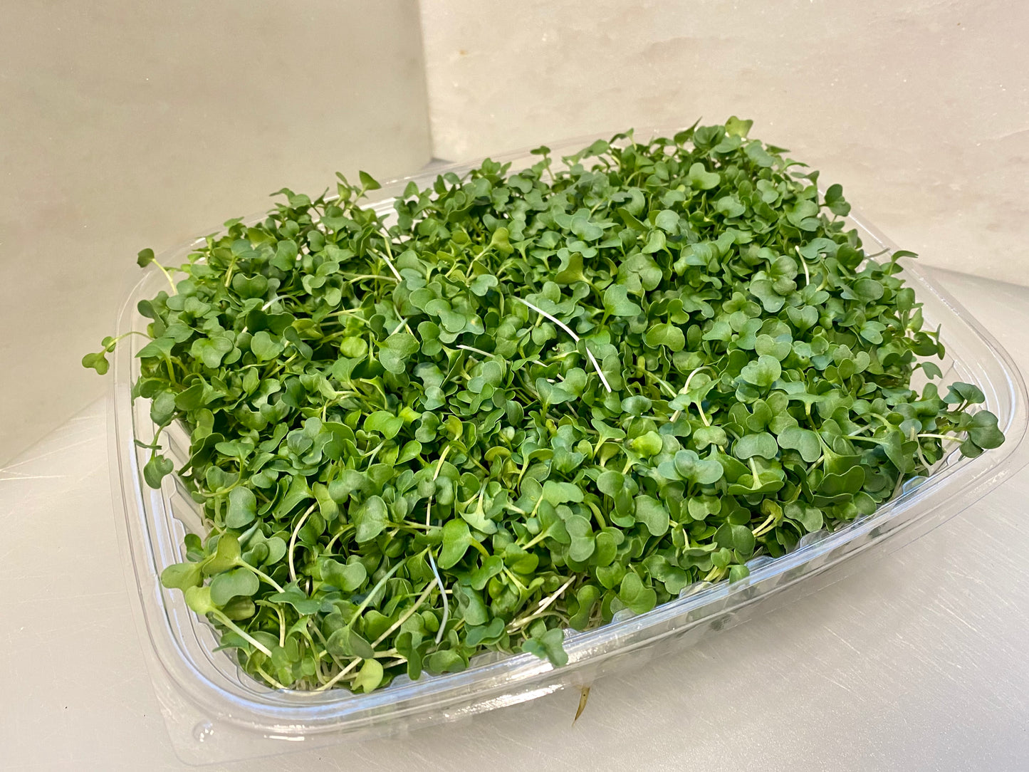 Broccoli Microgreens