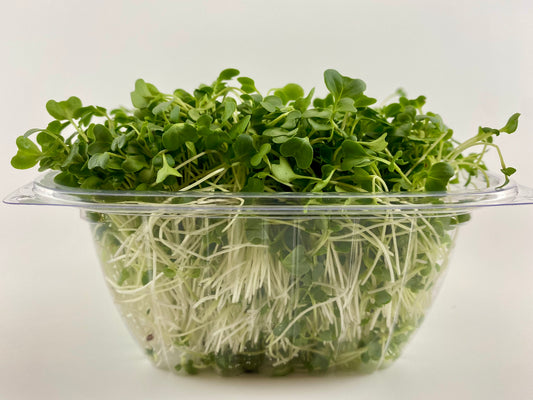 Broccoli Microgreens