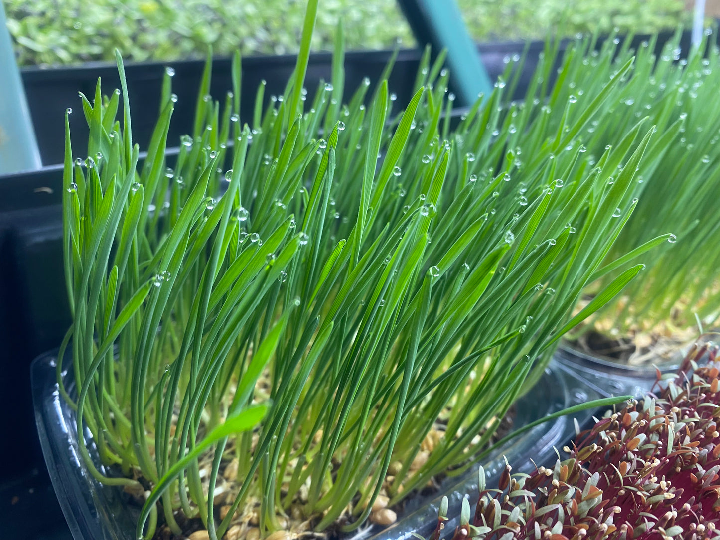 Wheatgrass