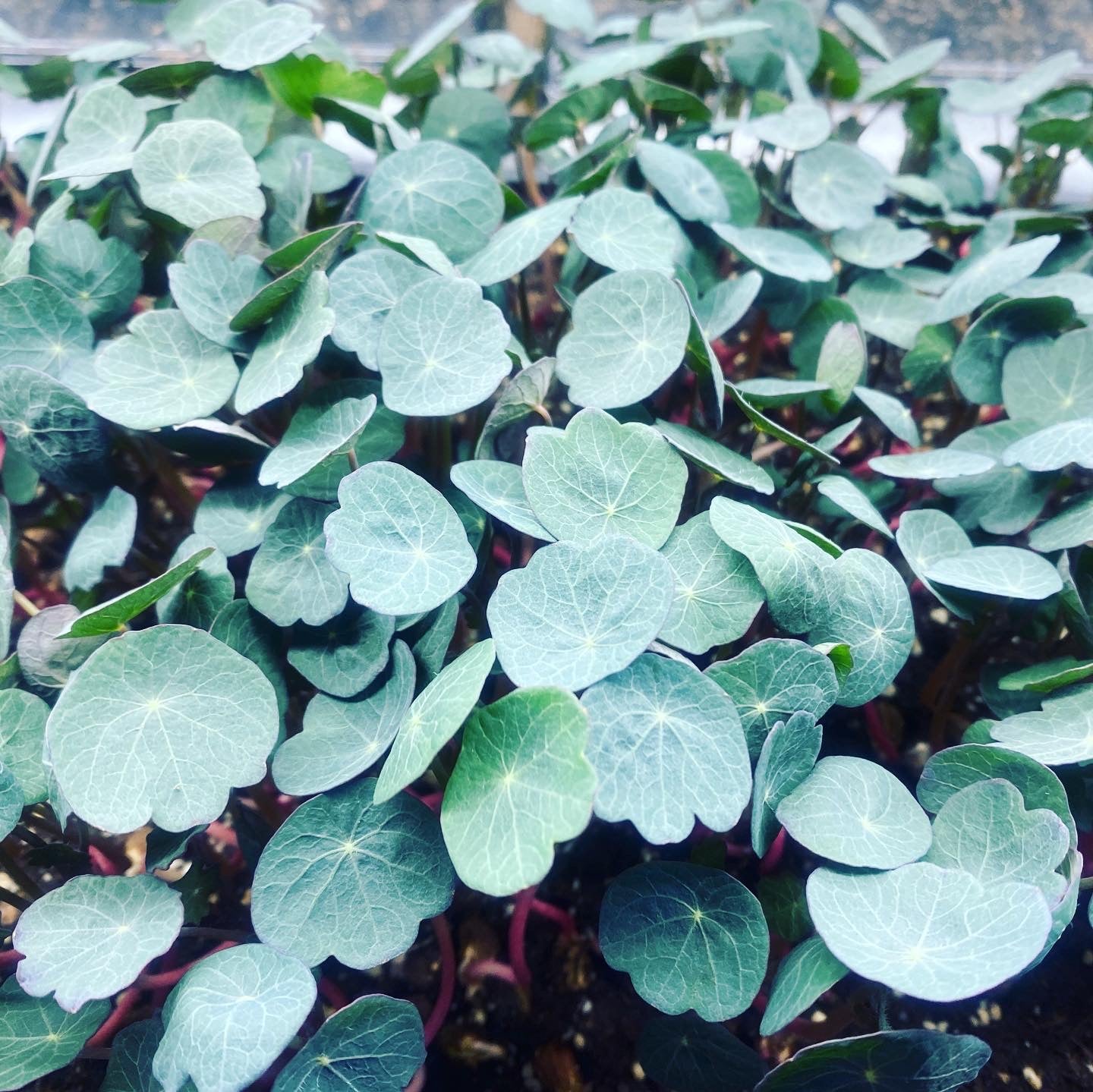 Nasturtium Microgreens